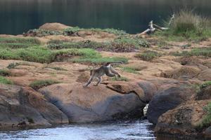Monkey jumping from one rock to another rock whereas river flows in between photo