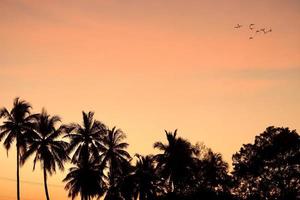 Coconut tree under the sunset and the birds flying that side photo