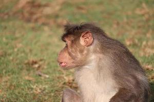Rhesus Macaque Monkey clear focused view during day photo