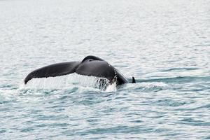 Tail of a humpback whale coming out of water, Iceland photo