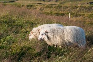 Two white sheep with long wool. Iceland photo