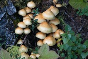 Mushrooms in a humid forest. Iceland photo