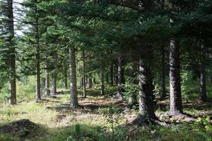 Unique icelandic forest in summer photo