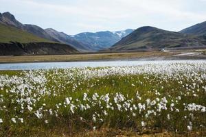 Beautiful landscape with lake, hills and summer flowers photo