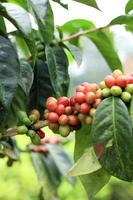 Coffee Plant Java Arabica, West Java, Indonesia photo