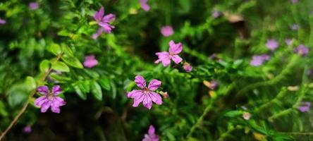 beautiful cuphea flower photo