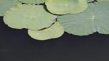 Green Lotus pads leaf floating at the water, some water drops at the leaf and some negative space. Water lily. photo