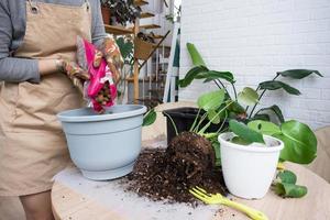 trasplante un hogar planta filodendro monstera deliciosa dentro un nuevo maceta en hogar interior. cuidando para un en conserva planta, manos de cerca foto