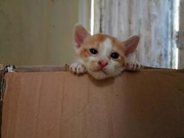 A kitten is in a cardboard box photo