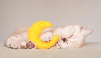 pequeño escocés gato dormido con juguete Luna foto