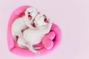 Two yawning newborn cats sleeping together in heart shape bed photo