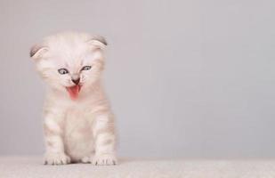 Newborn Scottish fold beige little cat with funny dislike face and sticking out tongue photo