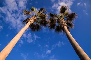 Tropical palm trees photo