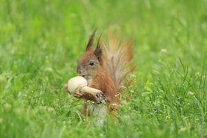 squirrel eating field mushroom in green grass photo