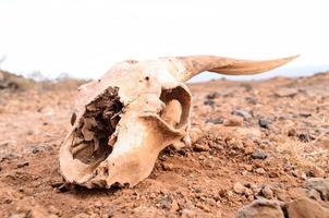 Ram skull in the sand photo