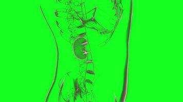 Human kidney pain. Human anatomy, side view. Male torso and internal organs on green background. Chroma color key video