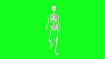 Human skeleton with silhouette steps forward. Walking skeleton animation on green screen, chroma key background video