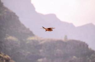 pájaro volador terminado montañas foto