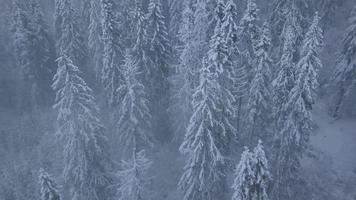 flyg över snöstorm i en snöig berg barr- skog, obekväm ovänlig vinter- väder video