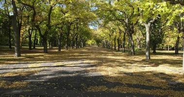 Beautiful park in autumn. Trees with green yellow bright leaves. Leaves fallen to the ground video