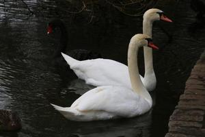 A view of a Mute Swan in London photo