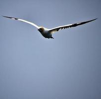 A view of a Gannet in flight photo