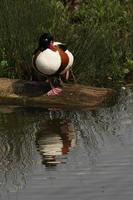 A view of a Shelduck photo