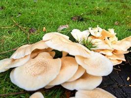 Beautiful wild mushroom in the forest photo