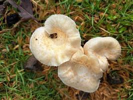 Beautiful wild mushroom in the forest photo