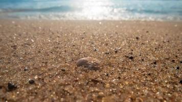 Beach with seashell in the sand. Seashore background photo