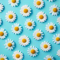 Flat lay spring blooming and summer chamomile flowers on blue background pattern - image photo