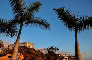 Tropical palm trees photo