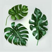 Leaves of tropical evergreen monstera plant on light background - image photo