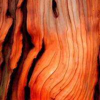 Texture cut cut sequoia tree background - image photo