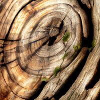 Texture cut cut sequoia tree background - image photo