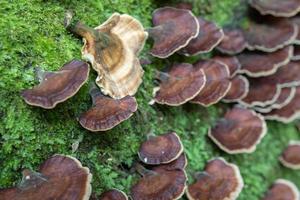 Brown polypore mushroom on the fallen tree tropical forest when rainy season. The photo is suitable to use for nature background, wild life poster and botanical content media.