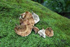Brown polypore mushroom on the fallen tree tropical forest when rainy season. The photo is suitable to use for nature background, wild life poster and botanical content media.
