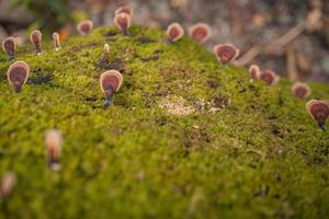 Brown polypore mushroom on the fallen tree tropical forest when rainy season. The photo is suitable to use for nature background, wild life poster and botanical content media.