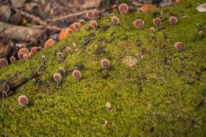Brown polypore mushroom on the fallen tree tropical forest when rainy season. The photo is suitable to use for nature background, wild life poster and botanical content media.
