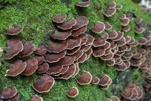 Brown polypore mushroom on the fallen tree tropical forest when rainy season. The photo is suitable to use for nature background, wild life poster and botanical content media.