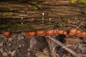 Brown polypore mushroom on the fallen tree tropical forest when rainy season. The photo is suitable to use for nature background, wild life poster and botanical content media.