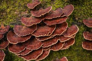 Brown polypore mushroom on the fallen tree tropical forest when rainy season. The photo is suitable to use for nature background, wild life poster and botanical content media.