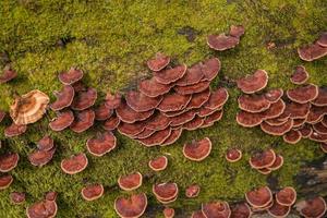 Brown polypore mushroom on the fallen tree tropical forest when rainy season. The photo is suitable to use for nature background, wild life poster and botanical content media.