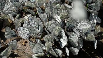 aporia crataegi, papillon blanc veiné de noir sur le sol, ralenti video