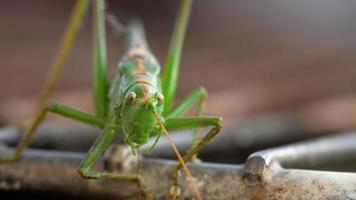 grande verde locusta maschio vicino su. video