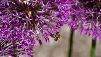 A bee pollinating an onion flowers, collecting nectar, slow motion video