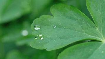aquilegia blad met waterdruppels macro video