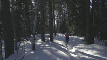 femme senior en randonnée dans la forêt d'hiver. sport d'hiver marche nordique. video