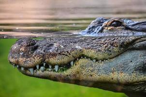 Alligator at the zoo photo