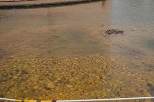 Yellow moss pond scum on waste water containment. The photo is suitable to use for nature background, wild life poster and botanical content media.